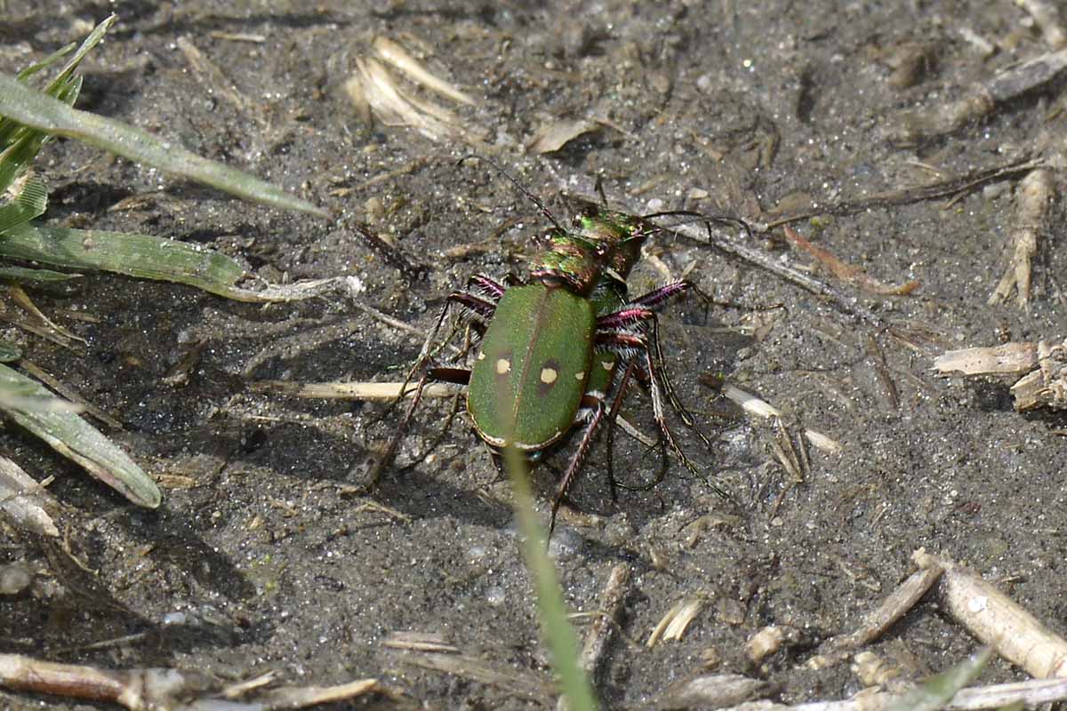 Cicindela campestris in accoppiamento